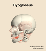 The hyoglossus muscle of the head - orientation 16