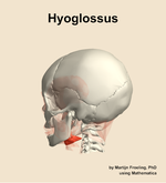 The hyoglossus muscle of the head - orientation 2
