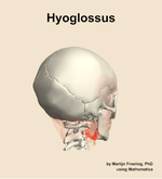 The hyoglossus muscle of the head - orientation 7