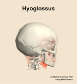 The hyoglossus muscle of the head - orientation 8