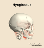 The hyoglossus muscle of the head - orientation 9