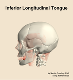 The inferior longitudinal of the tongue muscle of the head - orientation 1
