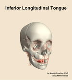 The inferior longitudinal of the tongue muscle of the head - orientation 12