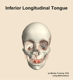The inferior longitudinal of the tongue muscle of the head - orientation 13