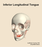 The inferior longitudinal of the tongue muscle of the head - orientation 14