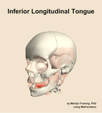 The inferior longitudinal of the tongue muscle of the head - orientation 15