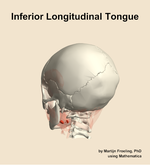 The inferior longitudinal of the tongue muscle of the head - orientation 3