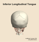 The inferior longitudinal of the tongue muscle of the head - orientation 5