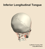 The inferior longitudinal of the tongue muscle of the head - orientation 6