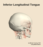 The inferior longitudinal of the tongue muscle of the head - orientation 8