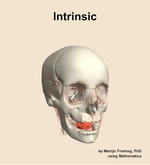The intrinsic muscle of the head - orientation 12