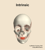 The intrinsic muscle of the head - orientation 13
