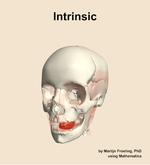 The intrinsic muscle of the head - orientation 14