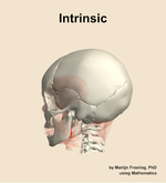 The intrinsic muscle of the head - orientation 2