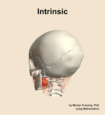 The intrinsic muscle of the head - orientation 3