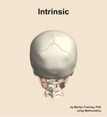 The intrinsic muscle of the head - orientation 5