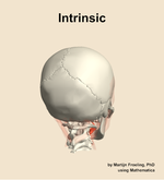 The intrinsic muscle of the head - orientation 6