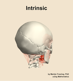 The intrinsic muscle of the head - orientation 7