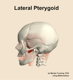 The lateral pterygoid muscle of the head - orientation 1