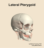 The lateral pterygoid muscle of the head - orientation 11