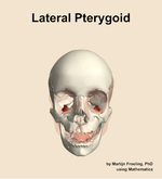 The lateral pterygoid muscle of the head - orientation 13