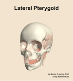 The lateral pterygoid muscle of the head - orientation 14
