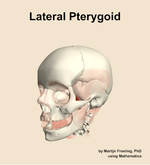The lateral pterygoid muscle of the head - orientation 15