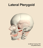 The lateral pterygoid muscle of the head - orientation 16