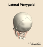 The lateral pterygoid muscle of the head - orientation 4