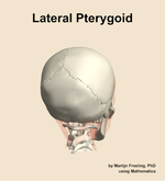 The lateral pterygoid muscle of the head - orientation 6