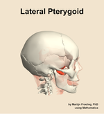 The lateral pterygoid muscle of the head - orientation 9