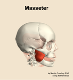 The masseter muscle of the head - orientation 10