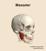 The masseter muscle of the head - orientation 11