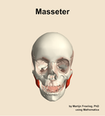 The masseter muscle of the head - orientation 13