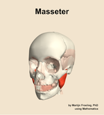 The masseter muscle of the head - orientation 14