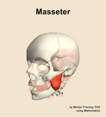The masseter muscle of the head - orientation 15