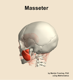 The masseter muscle of the head - orientation 2