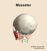 The masseter muscle of the head - orientation 3