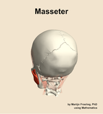 The masseter muscle of the head - orientation 4
