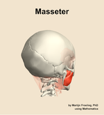The masseter muscle of the head - orientation 7