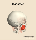 The masseter muscle of the head - orientation 8