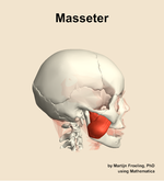 The masseter muscle of the head - orientation 9