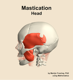 Muscles of the mastication compartment of the head - orientation 1