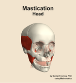 Muscles of the mastication compartment of the head - orientation 12