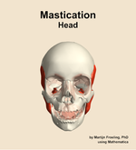 Muscles of the mastication compartment of the head - orientation 13