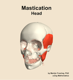 Muscles of the mastication compartment of the head - orientation 14