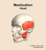 Muscles of the mastication compartment of the head - orientation 15
