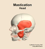 Muscles of the mastication compartment of the head - orientation 16