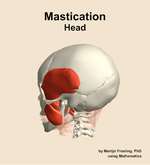 Muscles of the mastication compartment of the head - orientation 2