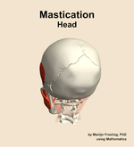 Muscles of the mastication compartment of the head - orientation 4